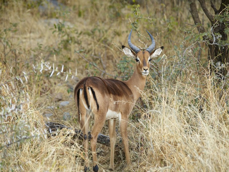 Mount Etjo, Impala